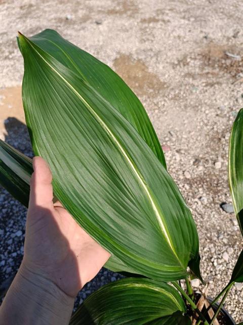 Aspidistra elatior variegata