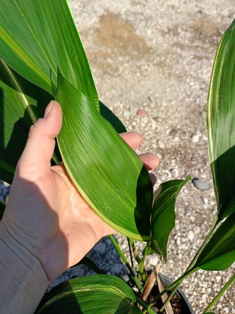 Aspidistra elatior variegata