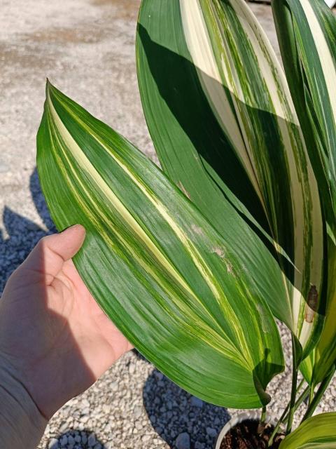 Aspidistra elatior variegata