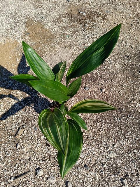 Aspidistra elatior variegata