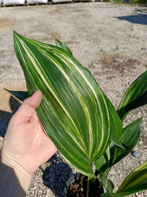 Aspidistra elatior variegata