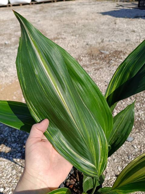 Aspidistra elatior variegata