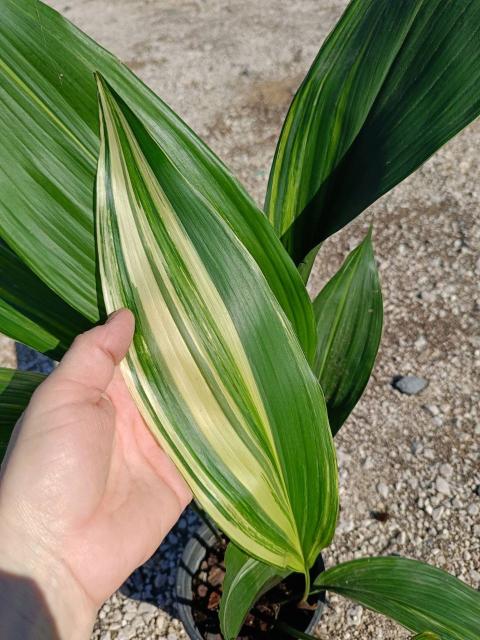 Aspidistra elatior variegata