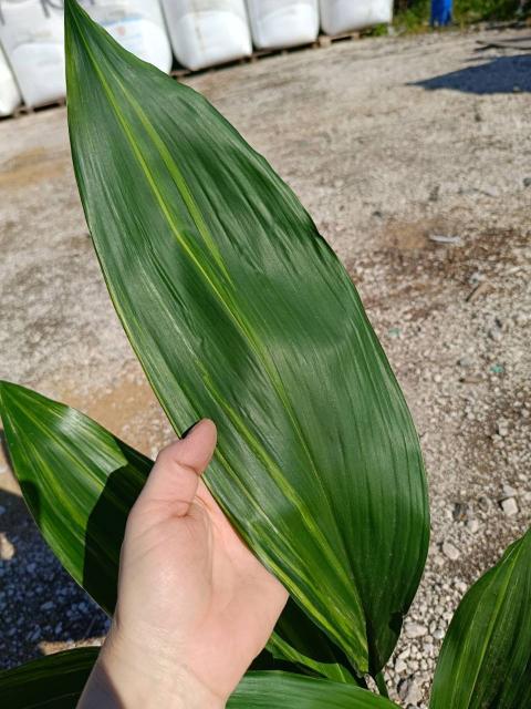 Aspidistra elatior variegata