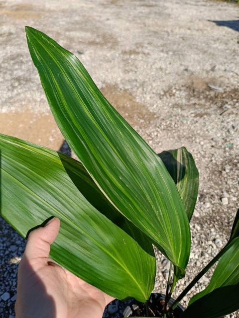 Aspidistra elatior variegata