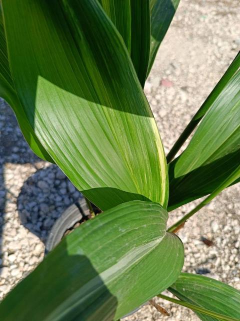 Aspidistra elatior variegata