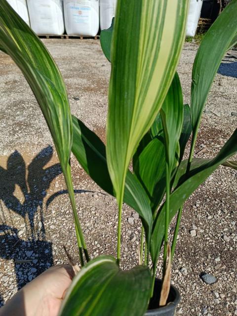 Aspidistra elatior variegata