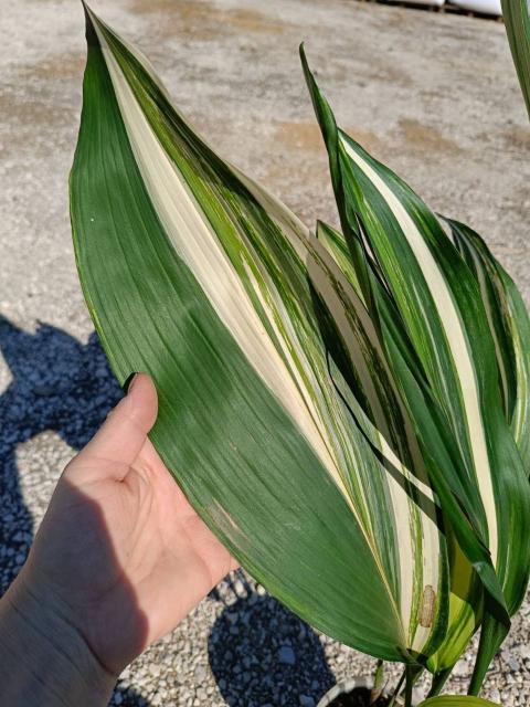 Aspidistra elatior variegata