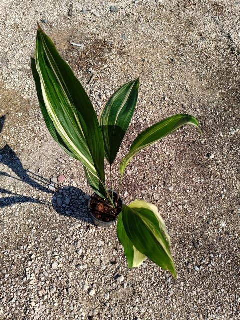 Aspidistra elatior variegata