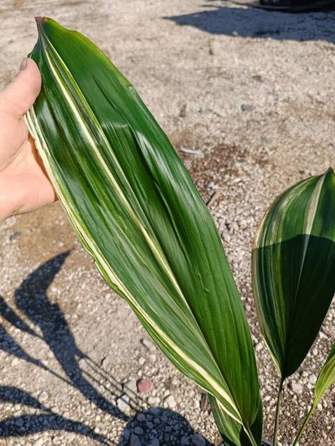 Aspidistra elatior variegata