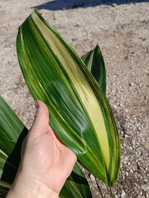 Aspidistra elatior variegata