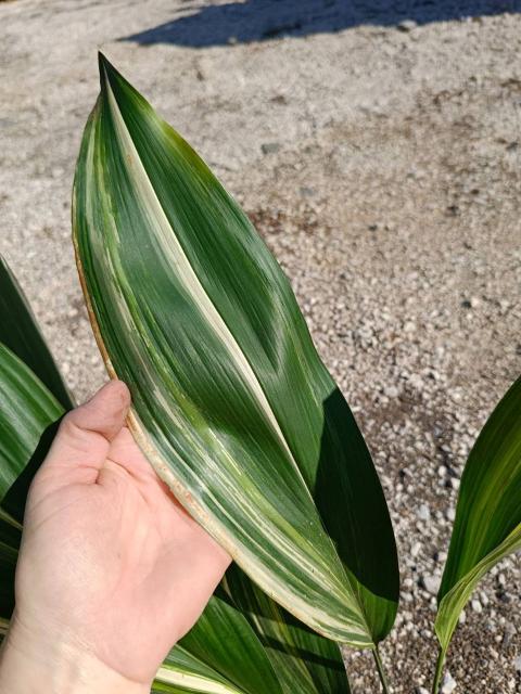 Aspidistra elatior variegata