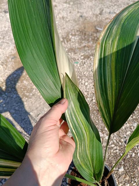 Aspidistra elatior variegata