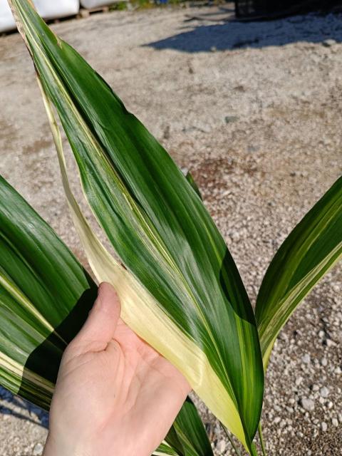 Aspidistra elatior variegata