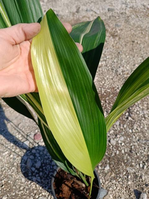 Aspidistra elatior variegata