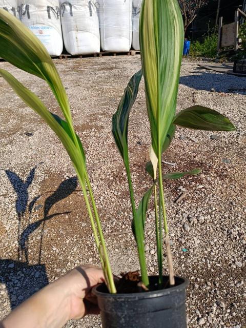 Aspidistra elatior variegata