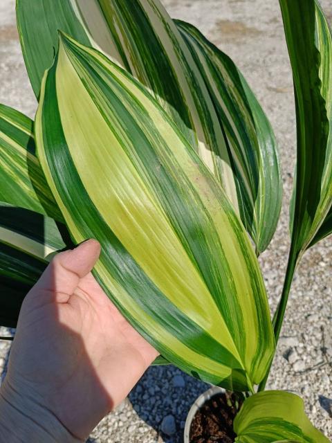 Aspidistra elatior variegata