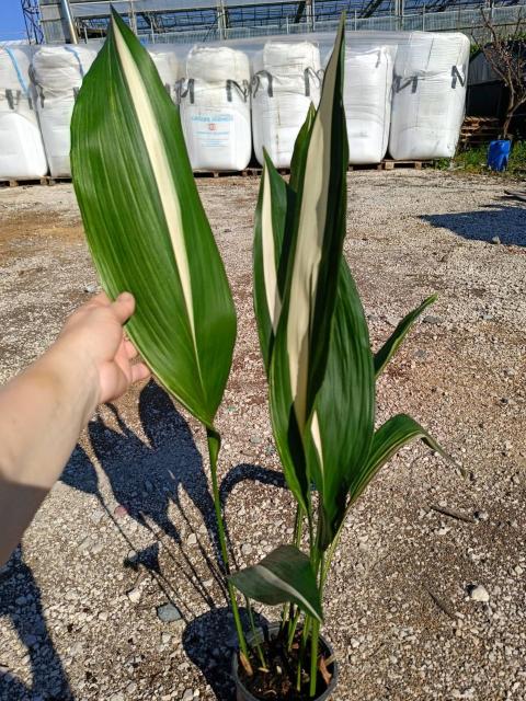 Aspidistra elatior variegata