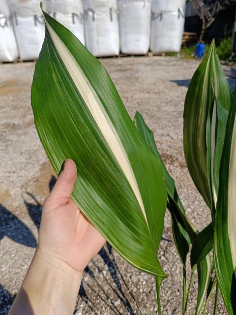 Aspidistra elatior variegata