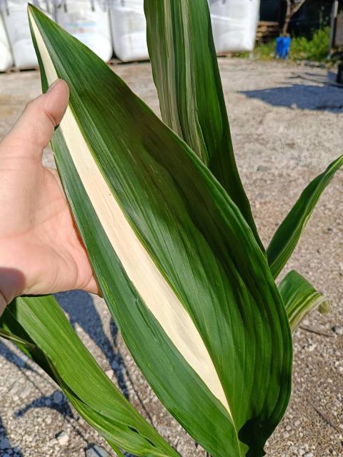 Aspidistra elatior variegata