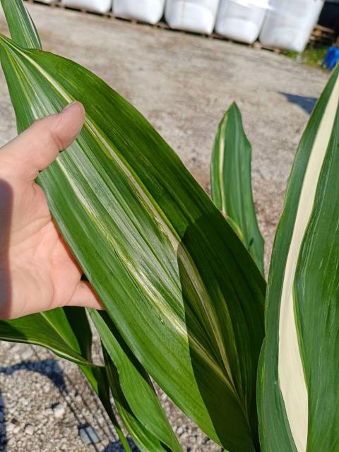 Aspidistra elatior variegata