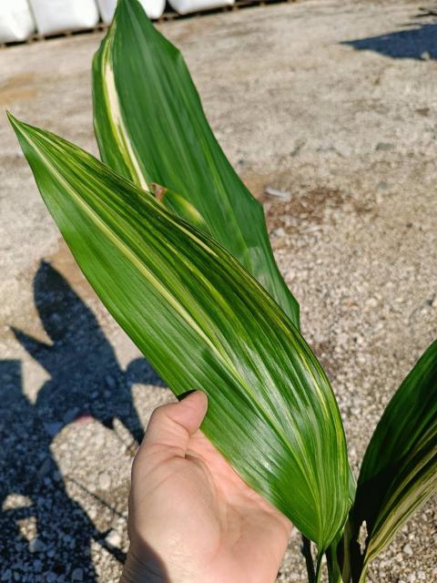 Aspidistra elatior variegata