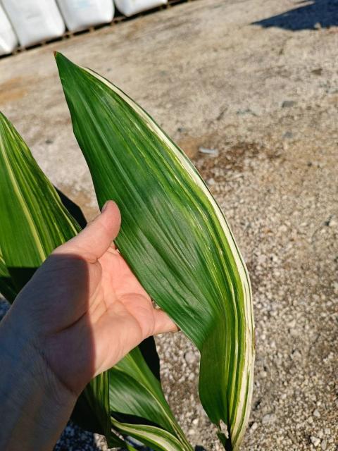 Aspidistra elatior variegata