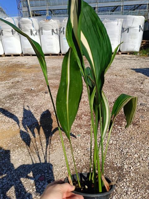 Aspidistra elatior variegata