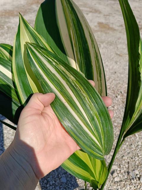 Aspidistra elatior variegata