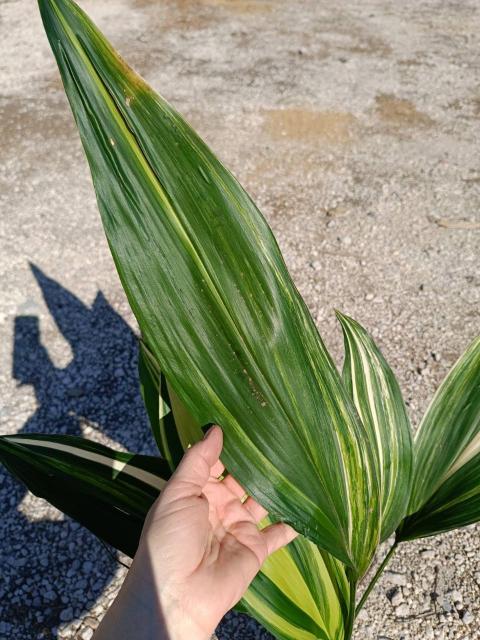 Aspidistra elatior variegata