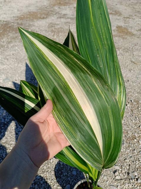 Aspidistra elatior variegata