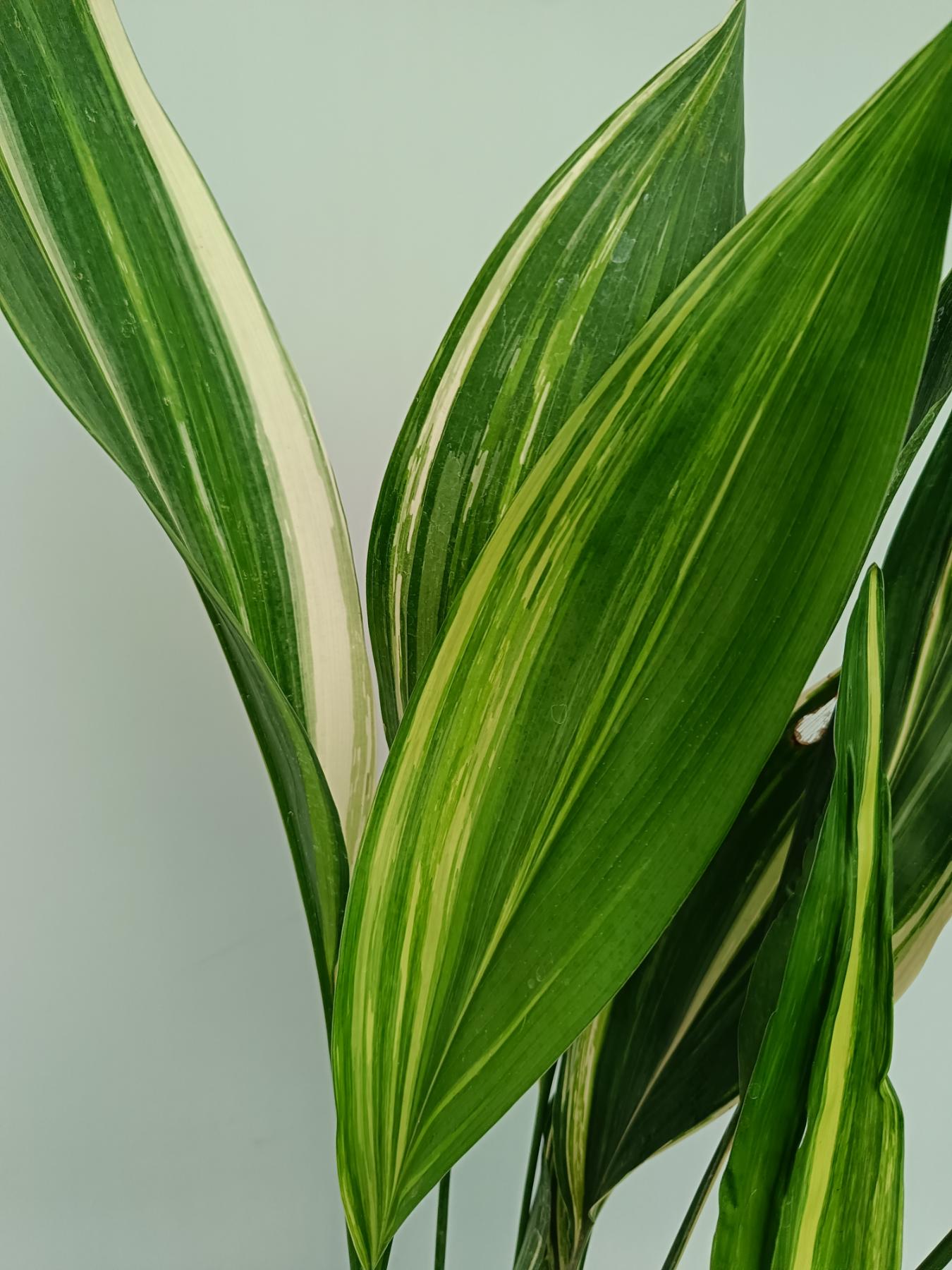 Aspidistra Elatior Variegata