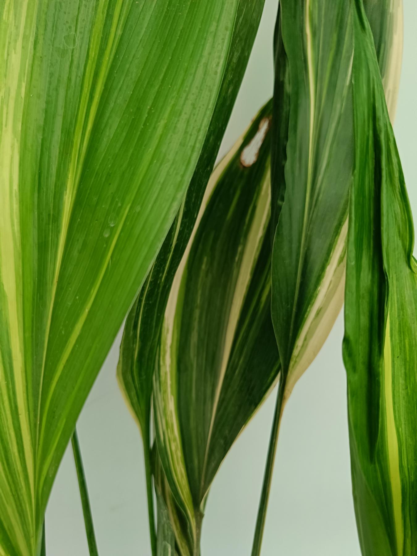 Aspidistra Elatior Variegata