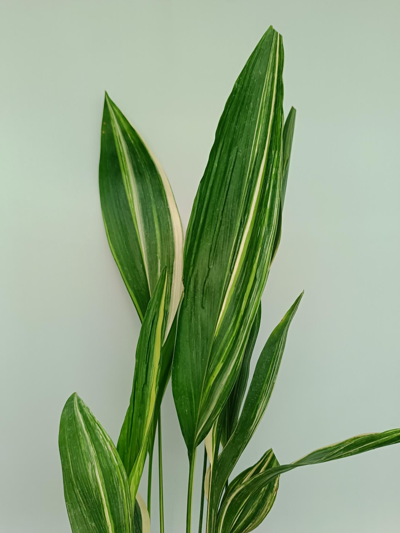 Aspidistra Elatior Variegata