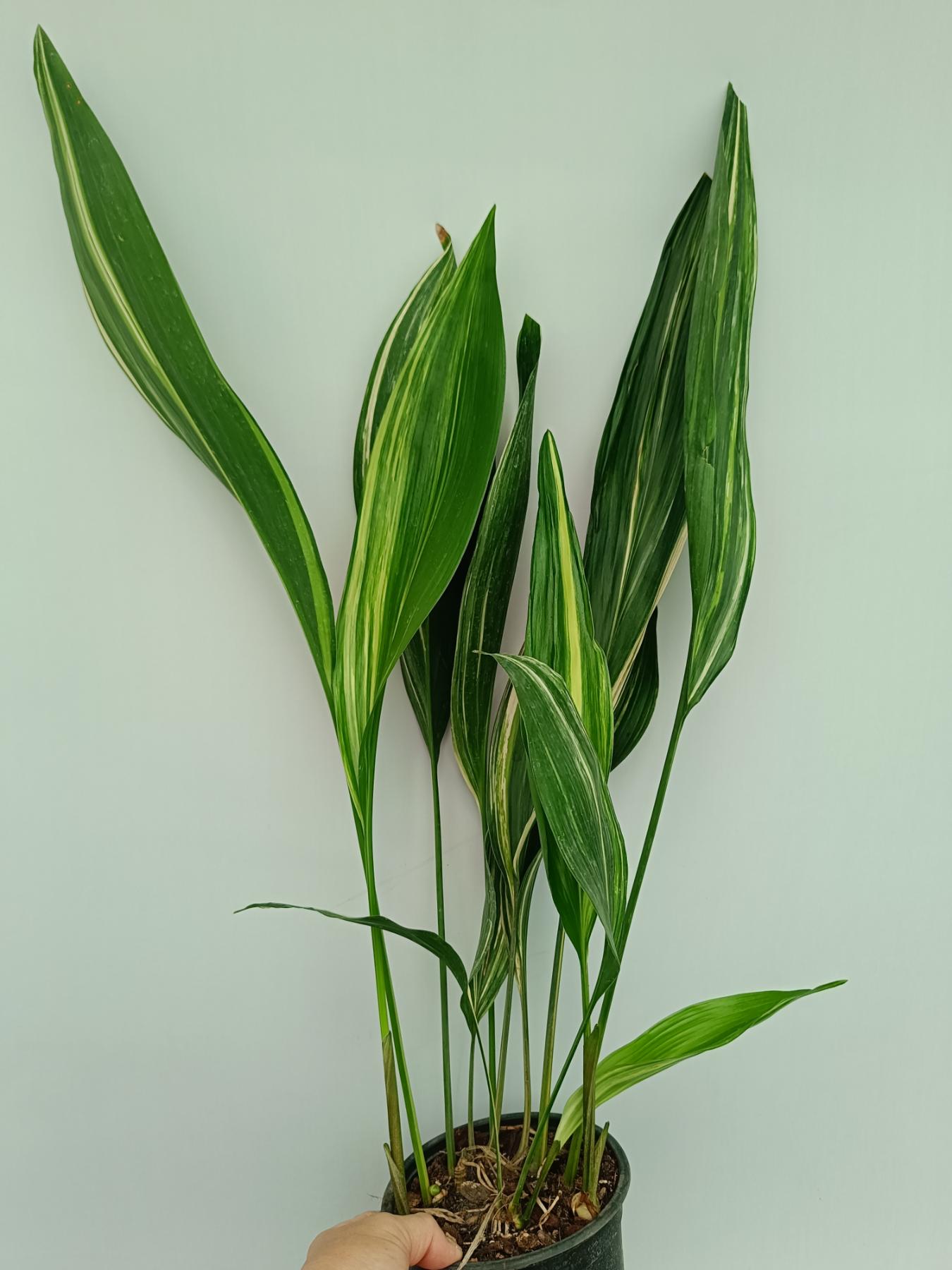Aspidistra Elatior Variegata
