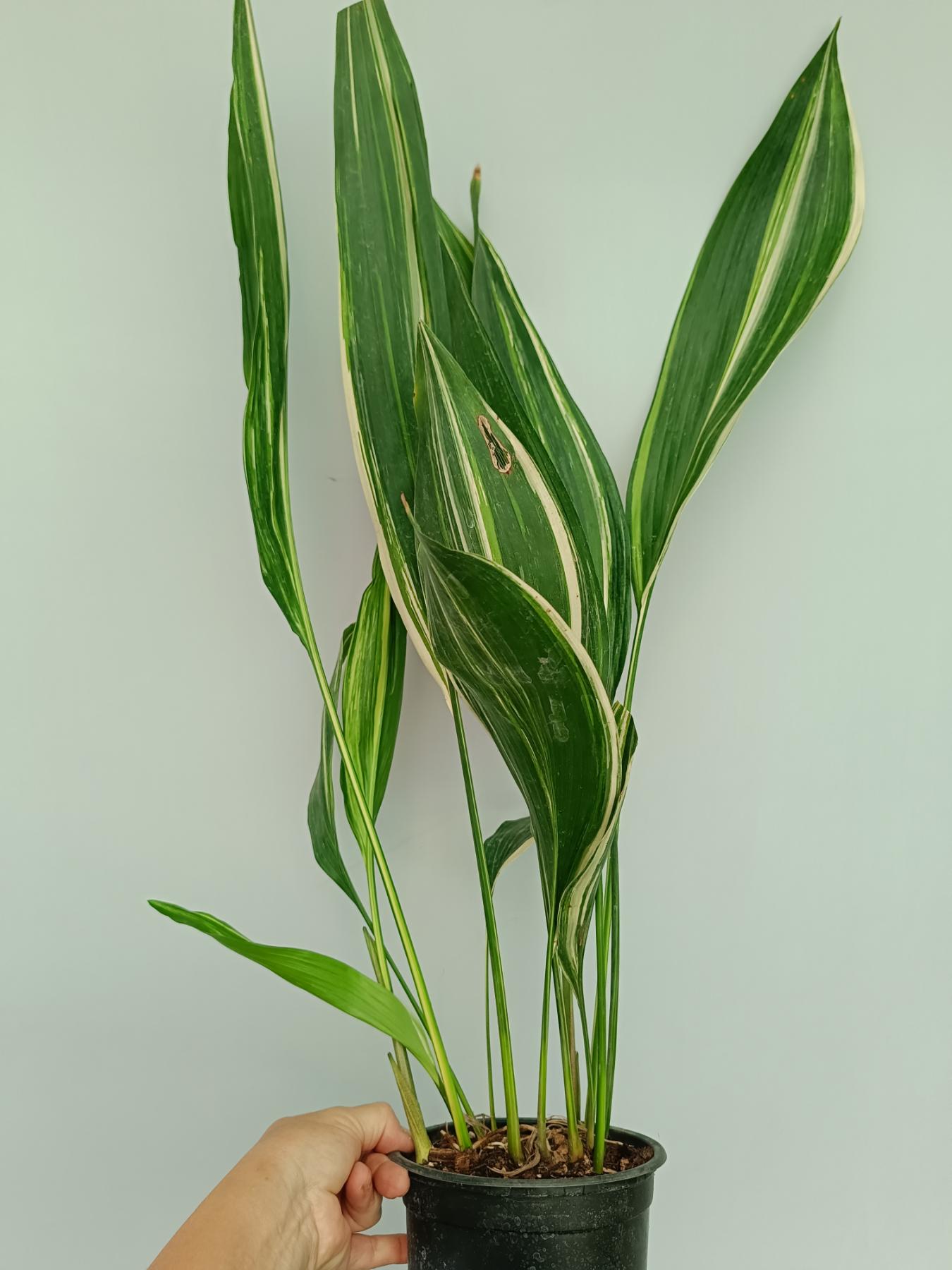 Aspidistra Elatior Variegata