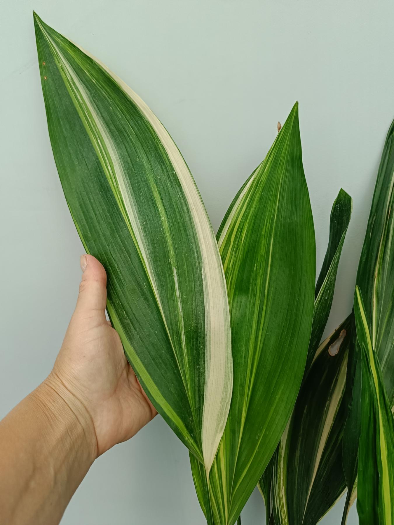 Aspidistra Elatior Variegata