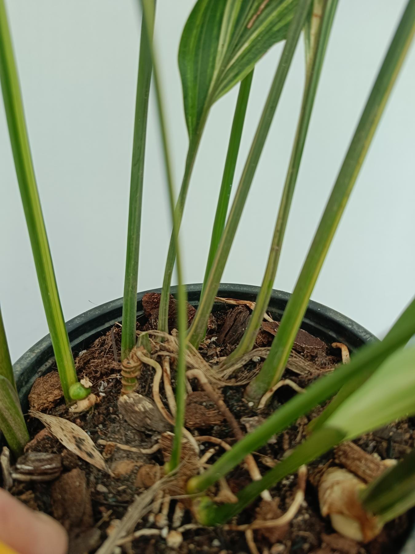 Aspidistra Elatior Variegata