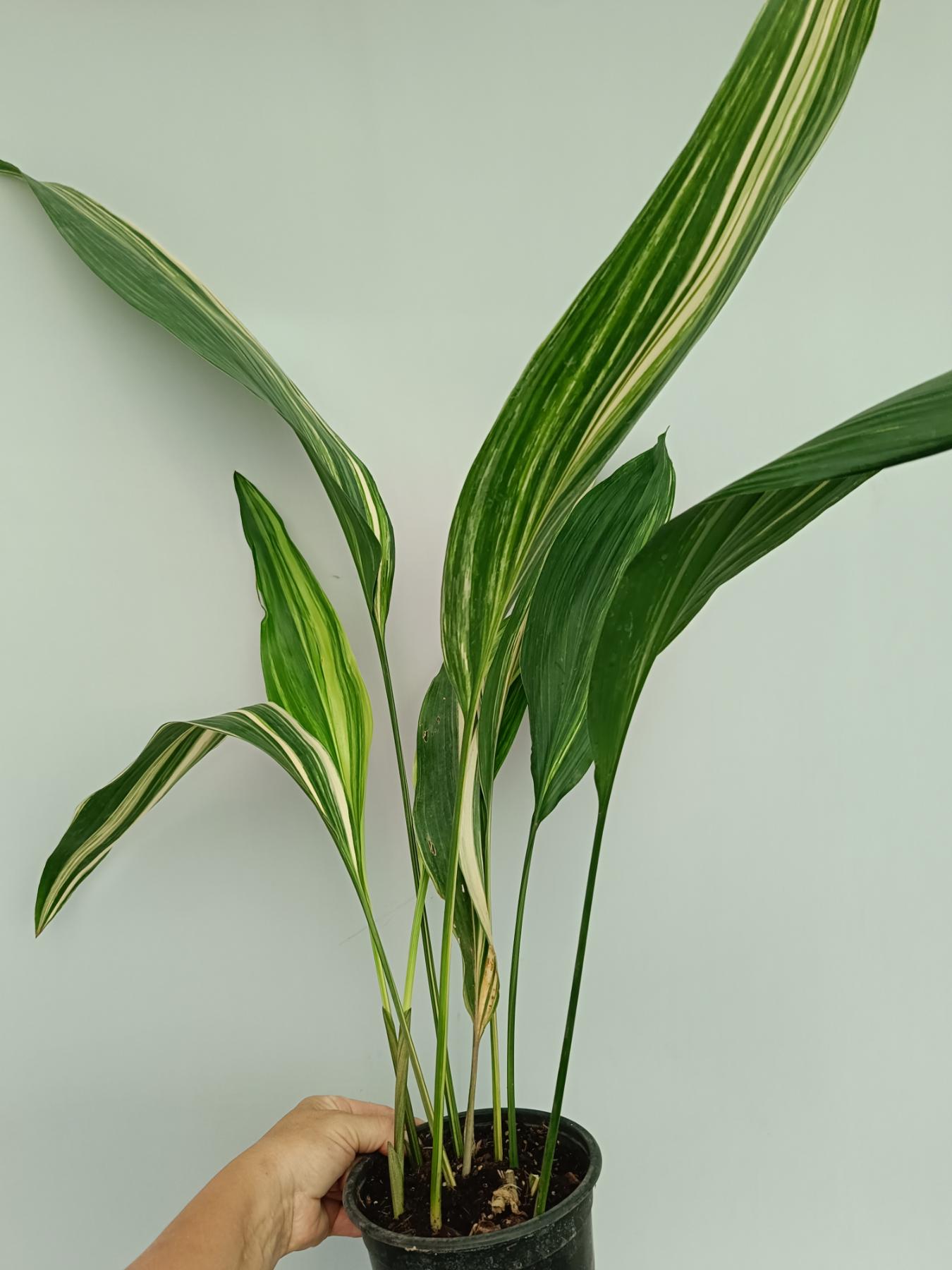 Aspidistra elatior variegata