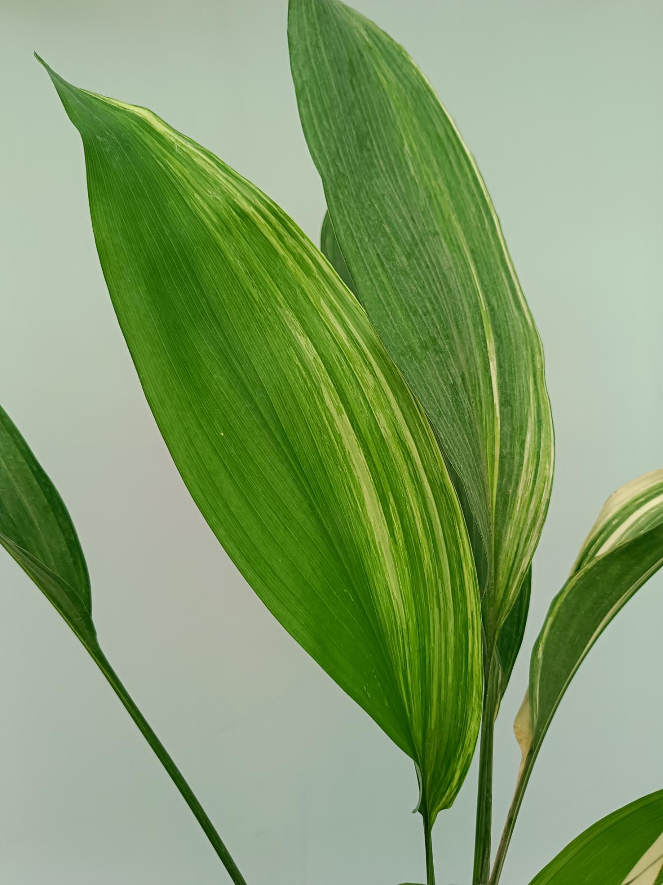 Aspidistra Elatior Variegata