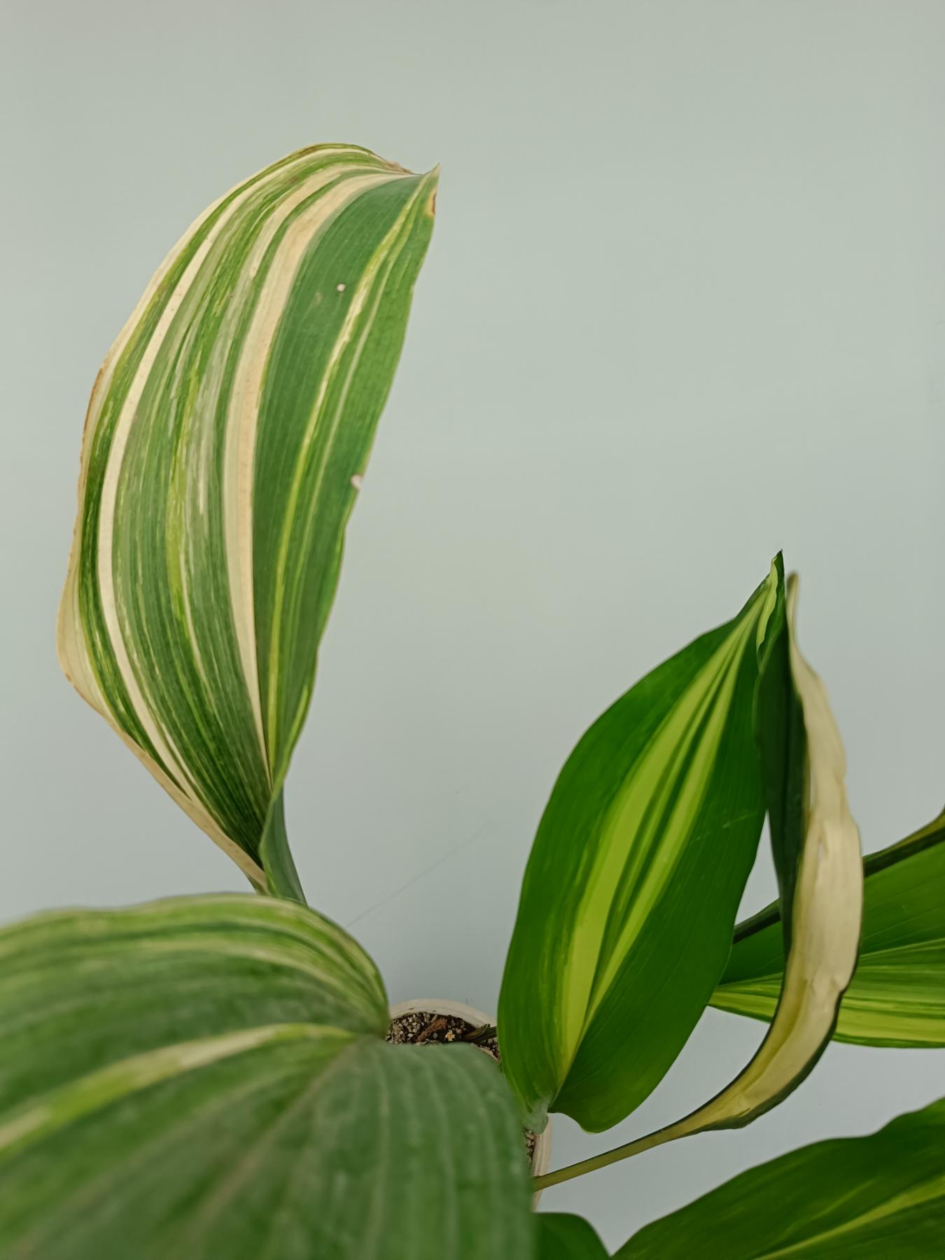 Aspidistra Elatior Variegata