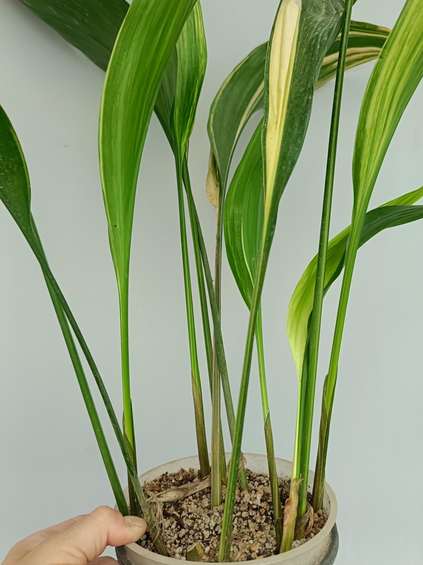 Aspidistra Elatior Variegata