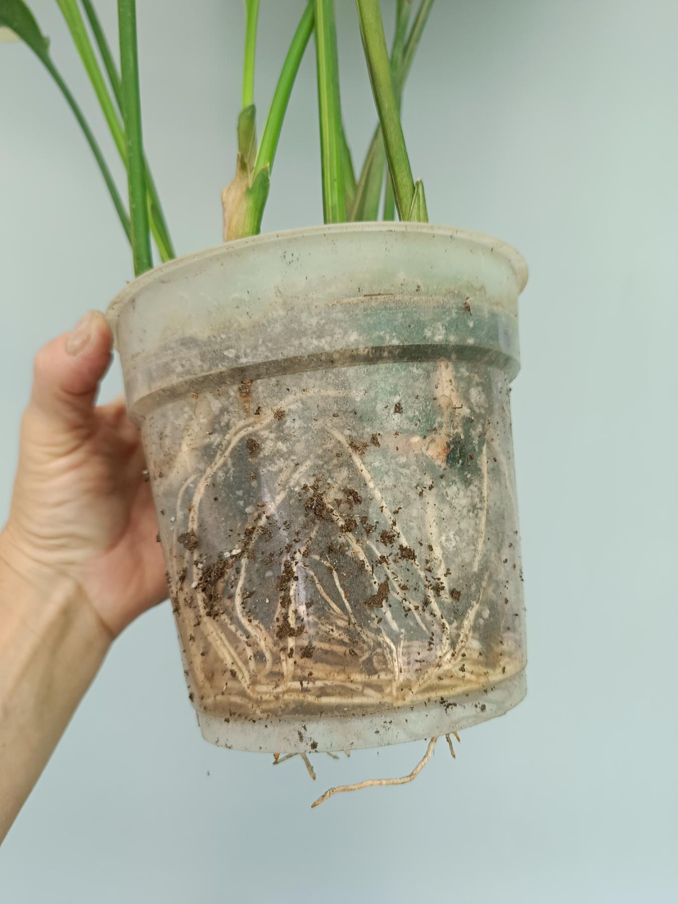 Aspidistra Elatior Variegata