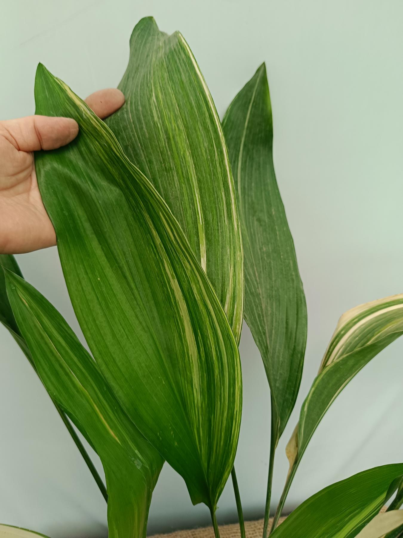 Aspidistra Elatior Variegata