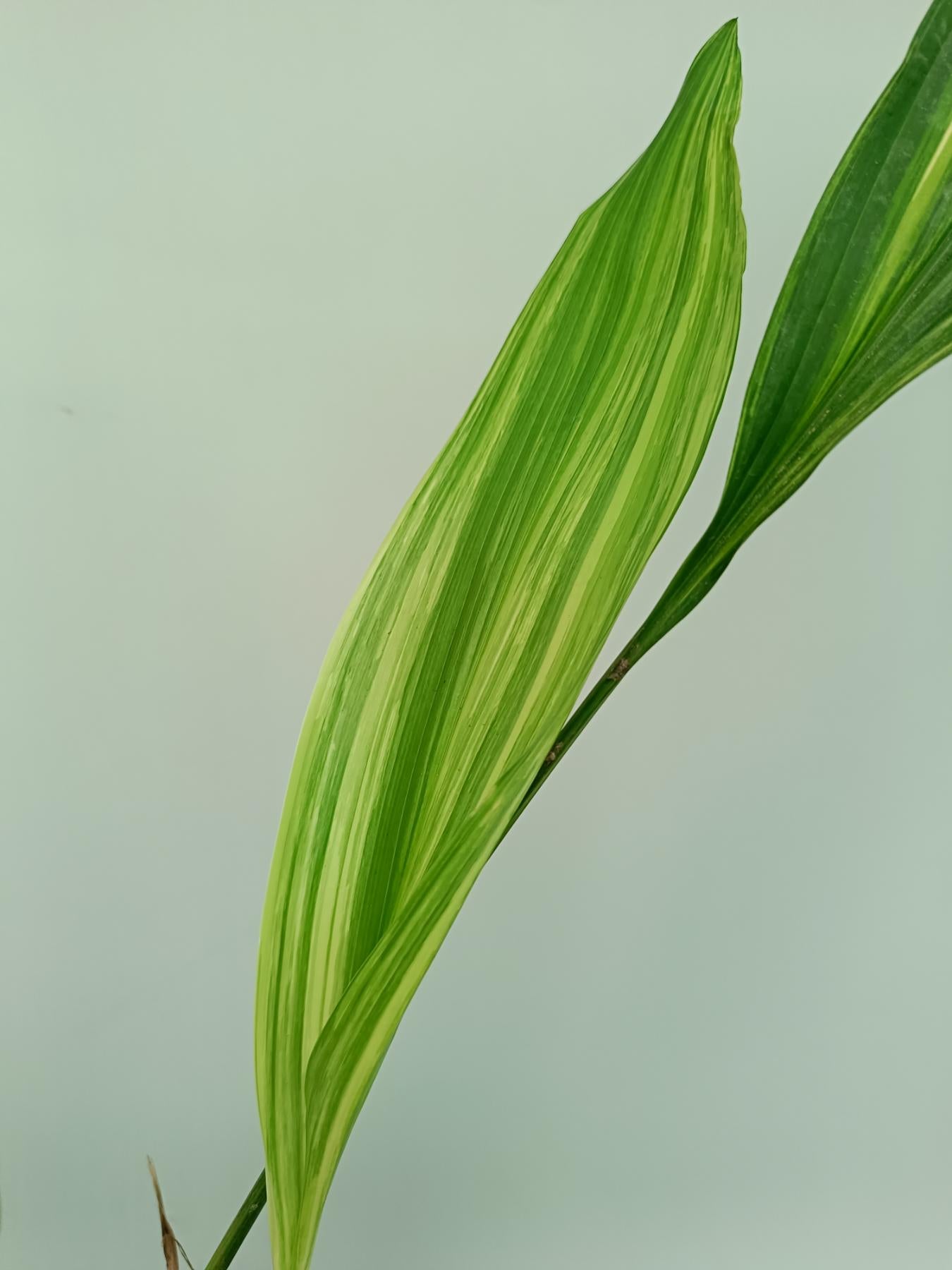 Aspidistra Elatior Variegata