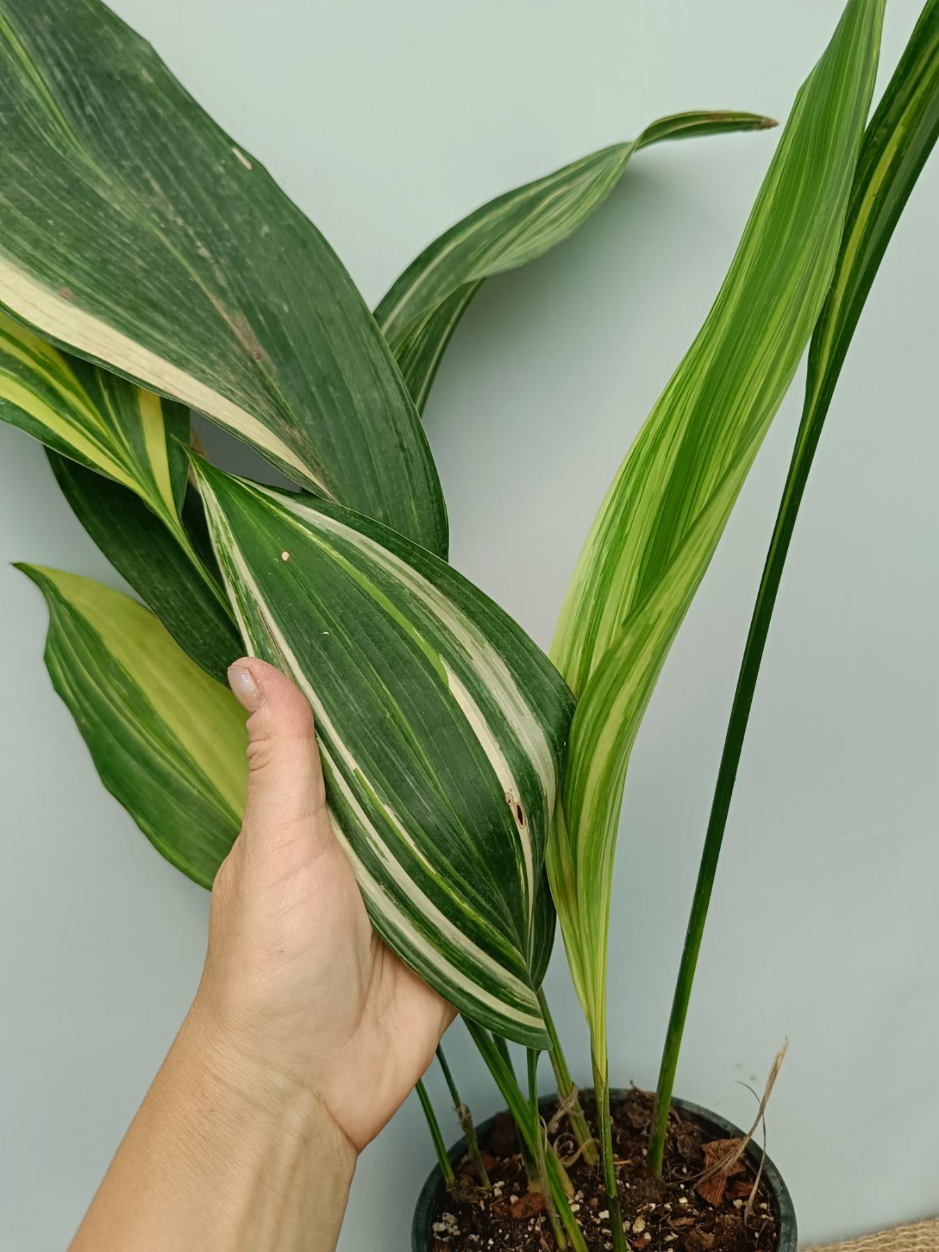 Aspidistra elatior variegata