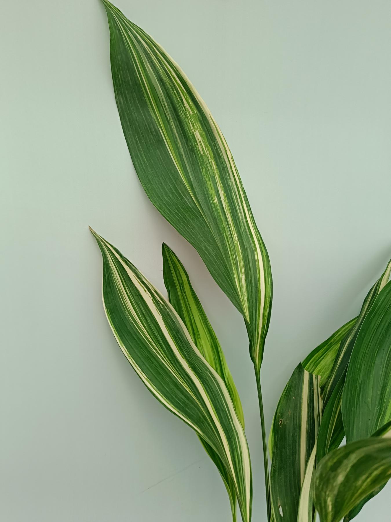 Aspidistra elatior variegata