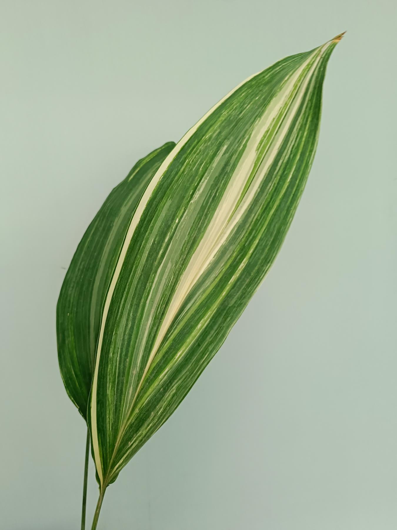 Aspidistra elatior variegata