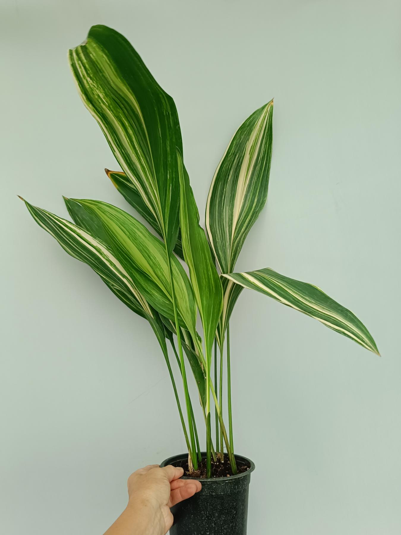 Aspidistra elatior variegata