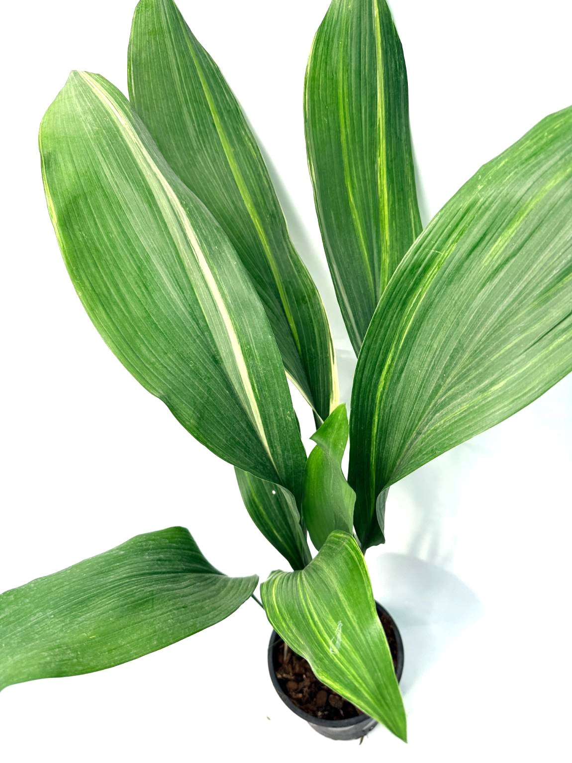 Aspidistra Elatior Variegata 
